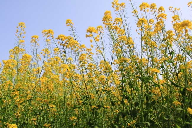 硼肥在油菜种植上的使用技术 