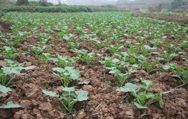 硼肥在油菜种植上的使用技术 