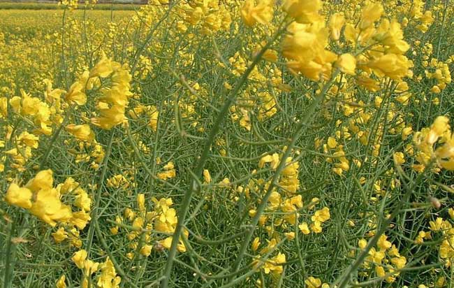 硼肥在油菜种植上的使用技术 