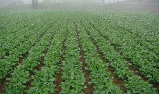 硼肥在油菜种植上的使用技术 