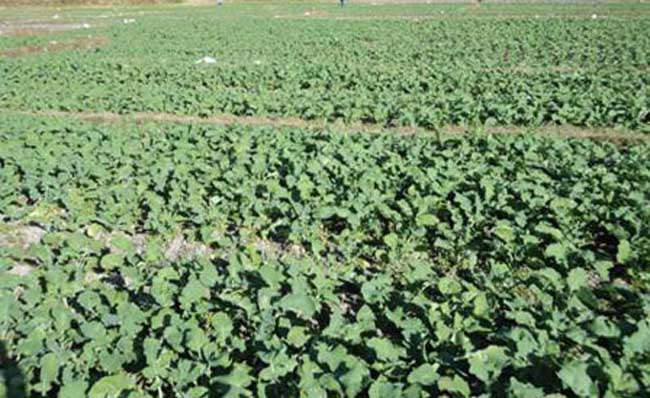 油菜的种植技术