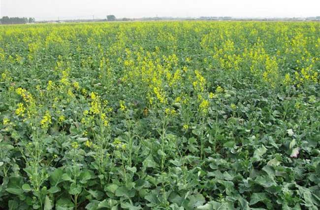 油菜的种植技术