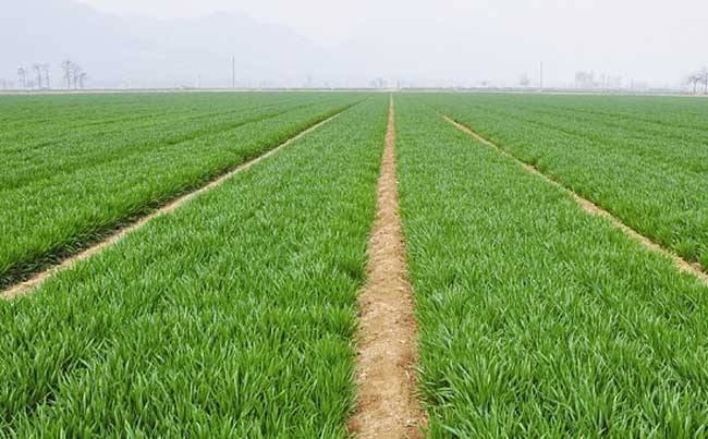 小麦种植技术