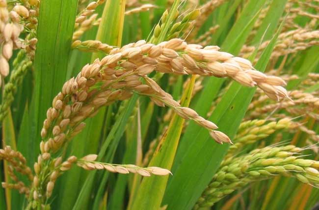 有机稻米在栽培过程中要注意的技术问题