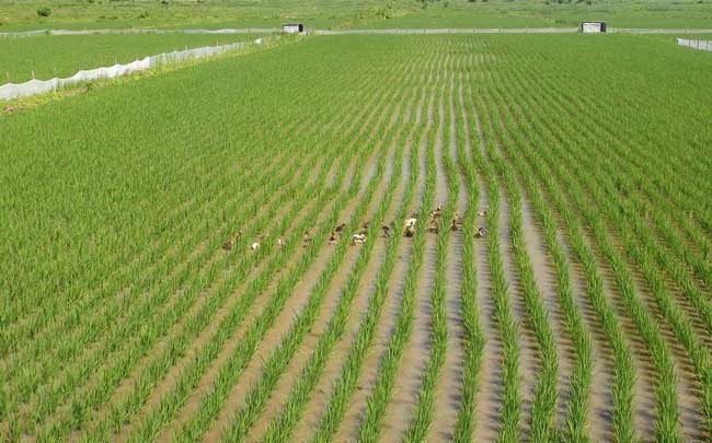 有机稻米在栽培过程中要注意的技术问题