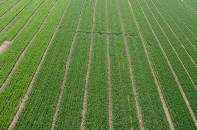 小麦返青后追肥要“三看”