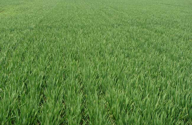 小麦返青后追肥要“三看”