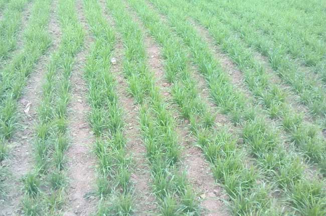 小麦返青后追肥要“三看”