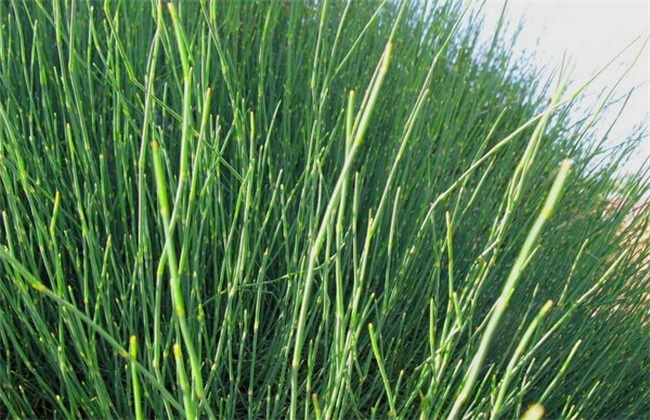 麻黄的种植方法