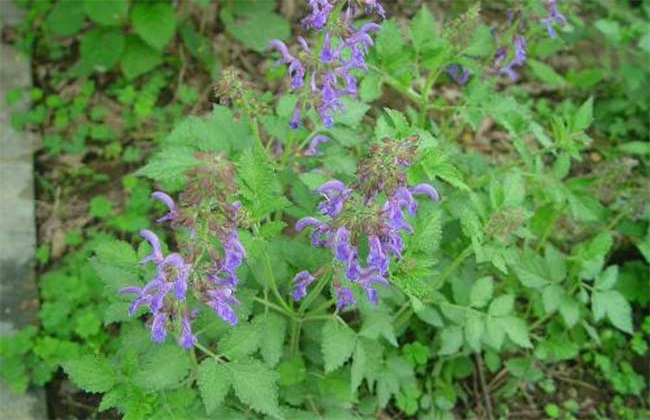 丹参高产的种植方法