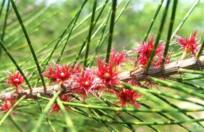 麻黄的种植方法