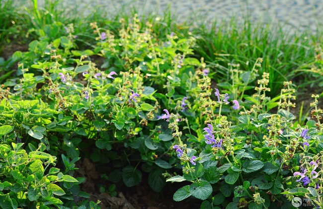 丹参高产的种植方法