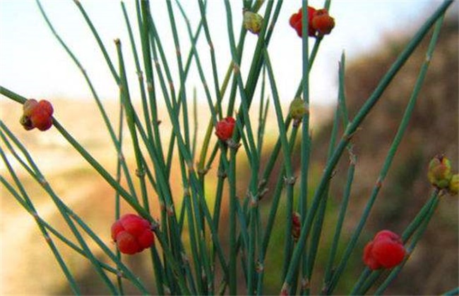 麻黄的种植方法