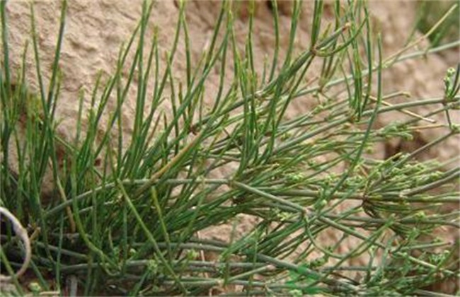 麻黄的种植方法