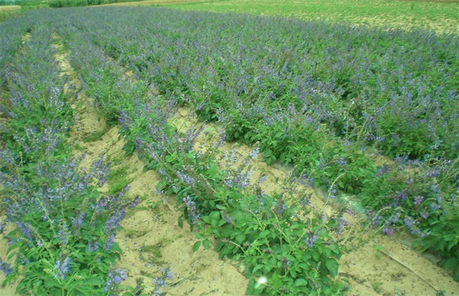 丹参高产的种植方法