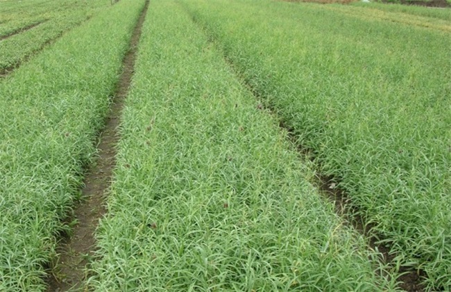 贝母种植的注意事项