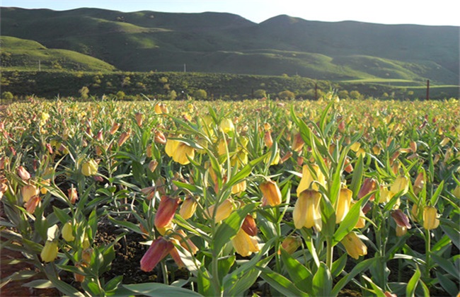贝母种植的注意事项