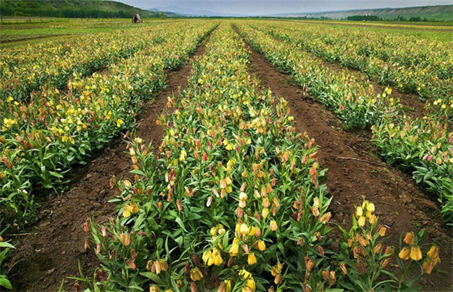 贝母种植的注意事项