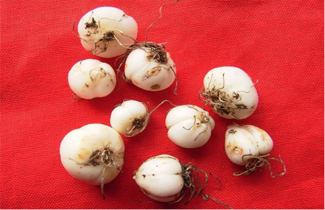 贝母种植的注意事项