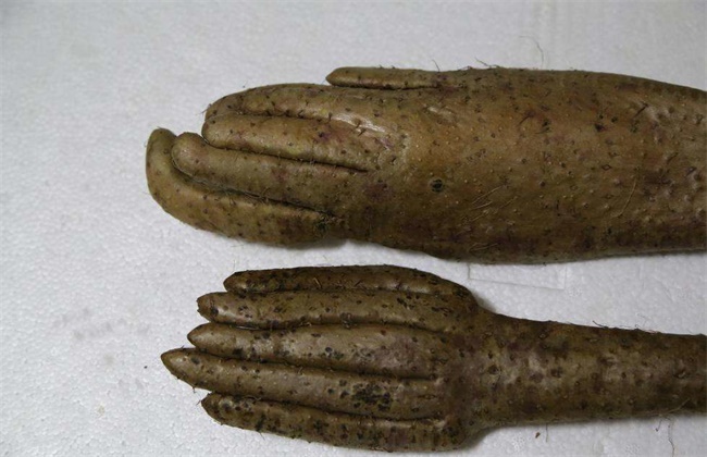 山药畸形的原因