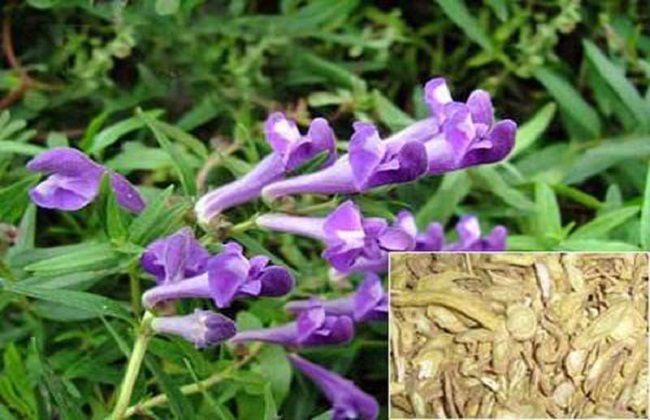 如何提高黄芩产量