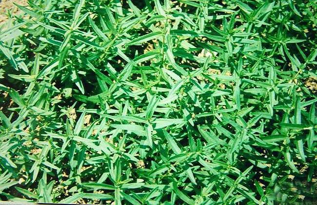 如何提高黄芩产量