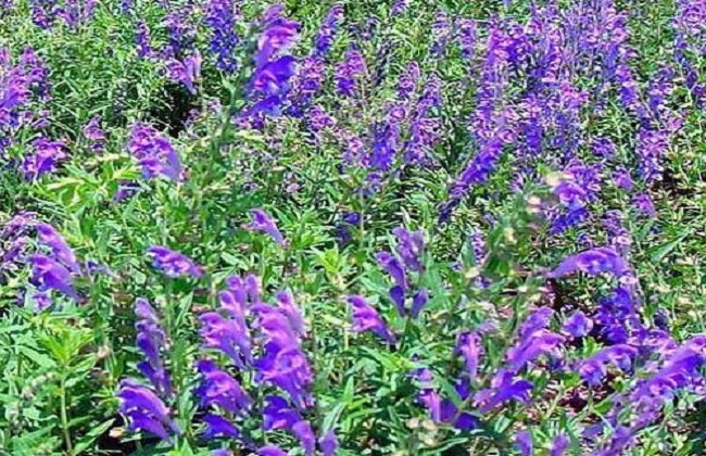 如何提高黄芩产量