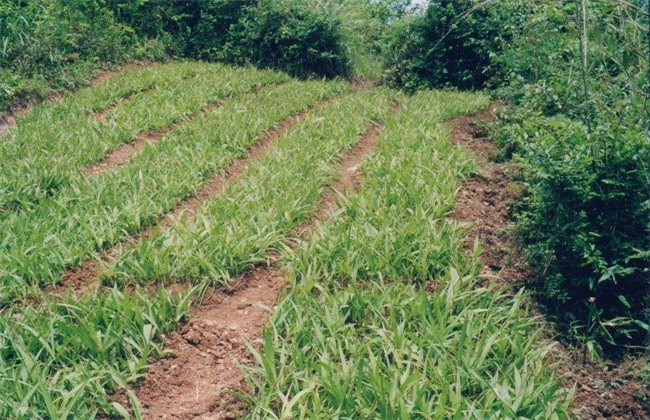 怎样提高白芨种植成活率