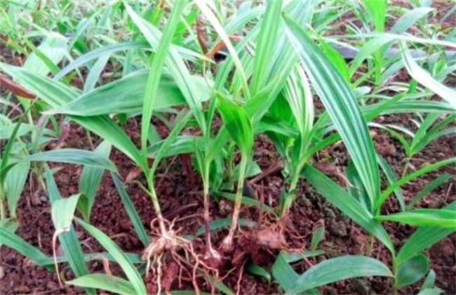 怎样提高白芨种植成活率