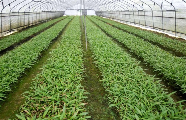 怎样提高白芨种植成活率