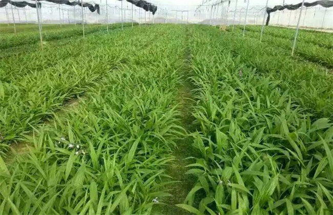 怎样提高白芨种植成活率