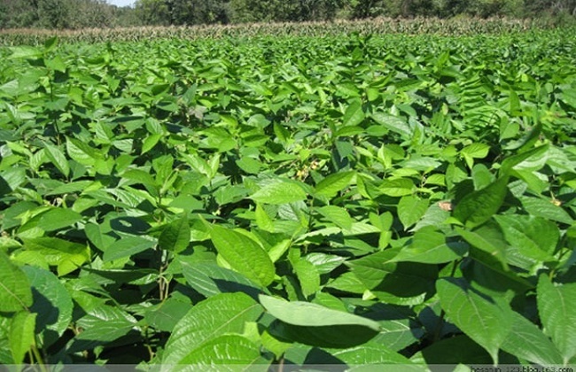 杜仲种植的注意事项