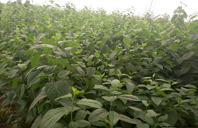 杜仲种植的注意事项