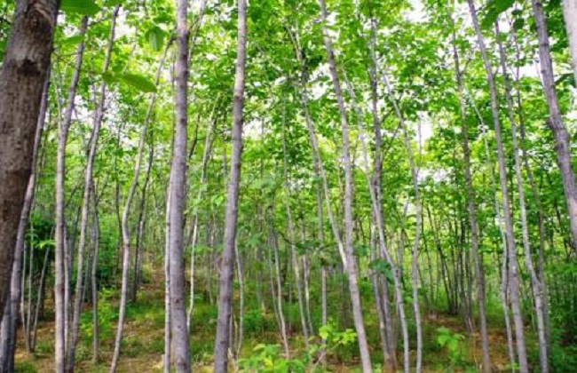 杜仲种植的注意事项