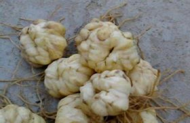 食用百合种植的方法与时间