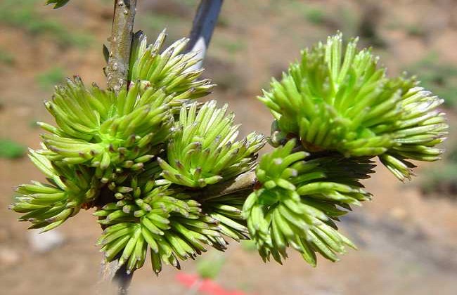 杜仲种植的注意事项