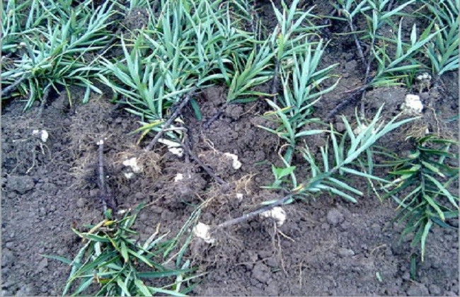 食用百合种植的方法与时间