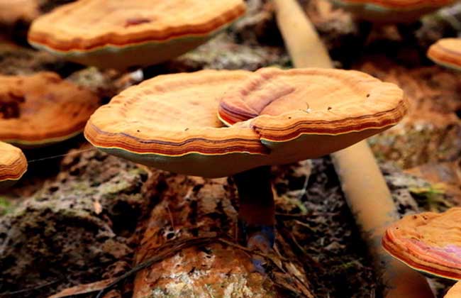 灵芝高产的种植要点