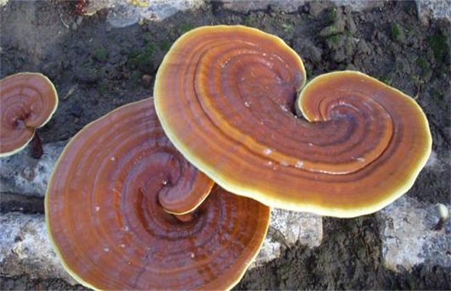 灵芝高产的种植要点