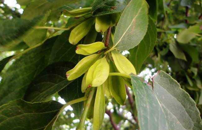 杜仲种植的注意事项