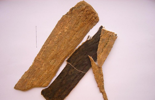 杜仲种植的注意事项