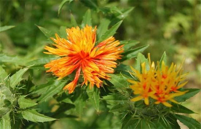 红花种植的注意事项