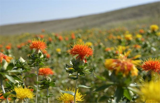 红花种植的注意事项