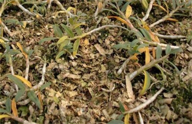 铁皮石斛常见病虫害防治