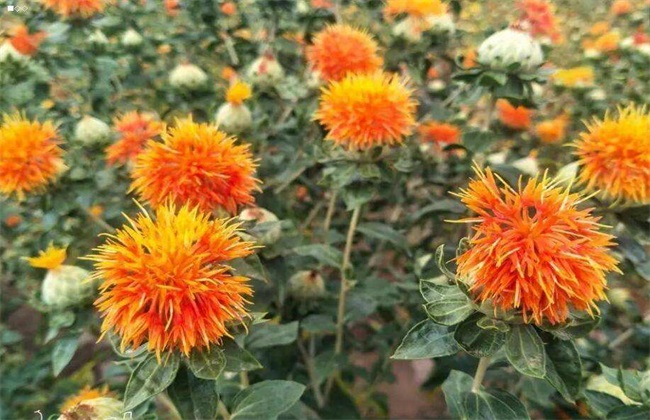 红花种植的注意事项