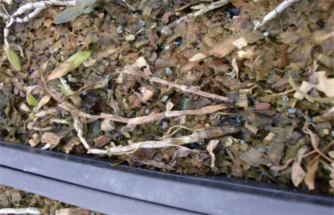 铁皮石斛常见病虫害防治