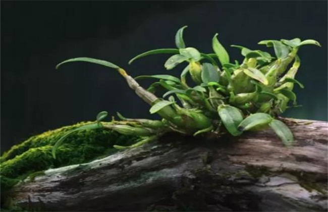 铁皮石斛常见病虫害防治