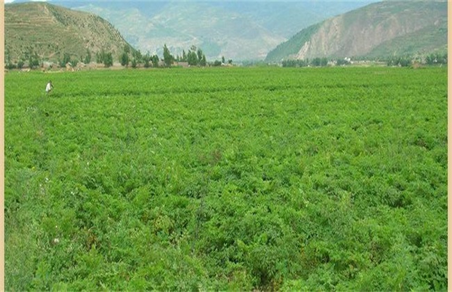 当归的田间管理方法