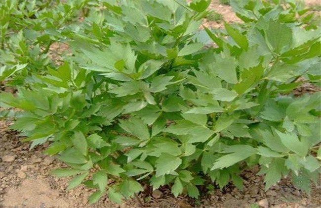 当归的田间管理方法