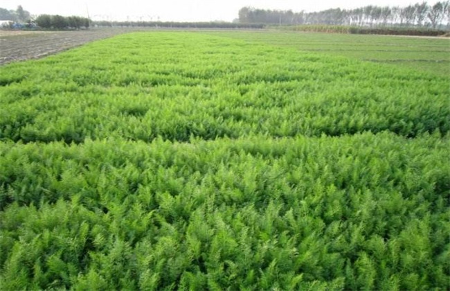 茴香种植时间和方法